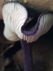 Entoloma panniculus