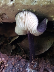 Entoloma panniculus
