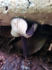 Entoloma panniculus
