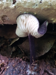 Entoloma panniculus