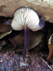 Entoloma panniculus