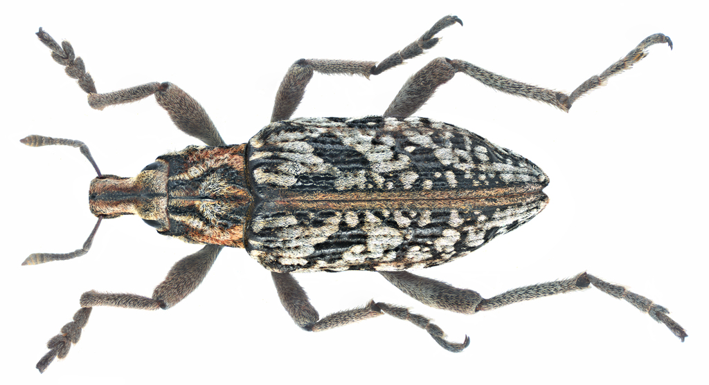 Coniocleonus nebulosus
