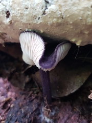 Entoloma panniculus