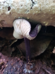 Entoloma panniculus