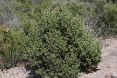 Arctostaphylos catalinae