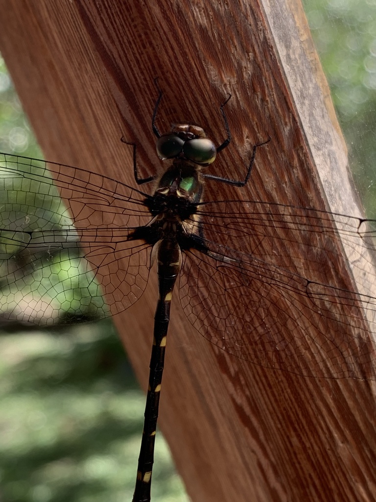 Lauromacromiidae