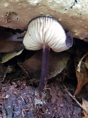 Entoloma panniculus