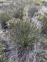 Thamnochortus fraternus