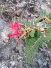 Pyranthus ambatoanus image