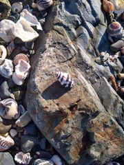 Engina zonalis