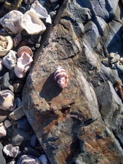 Engina zonalis