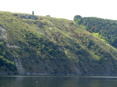 Cornus sanguinea australis