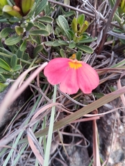 Crossandra grandidieri