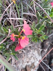 Crossandra grandidieri