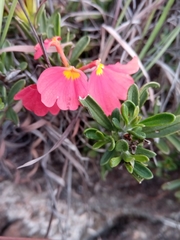 Crossandra grandidieri