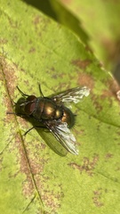 Lucilia