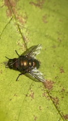 Lucilia