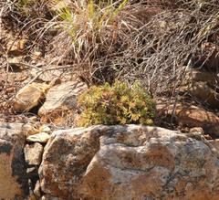 Crassula pruinosa