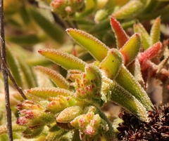 Crassula pruinosa