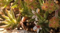 Crassula pruinosa