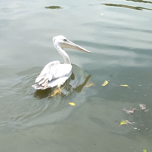 Pelícano rosado (Pelecanus rufescens)