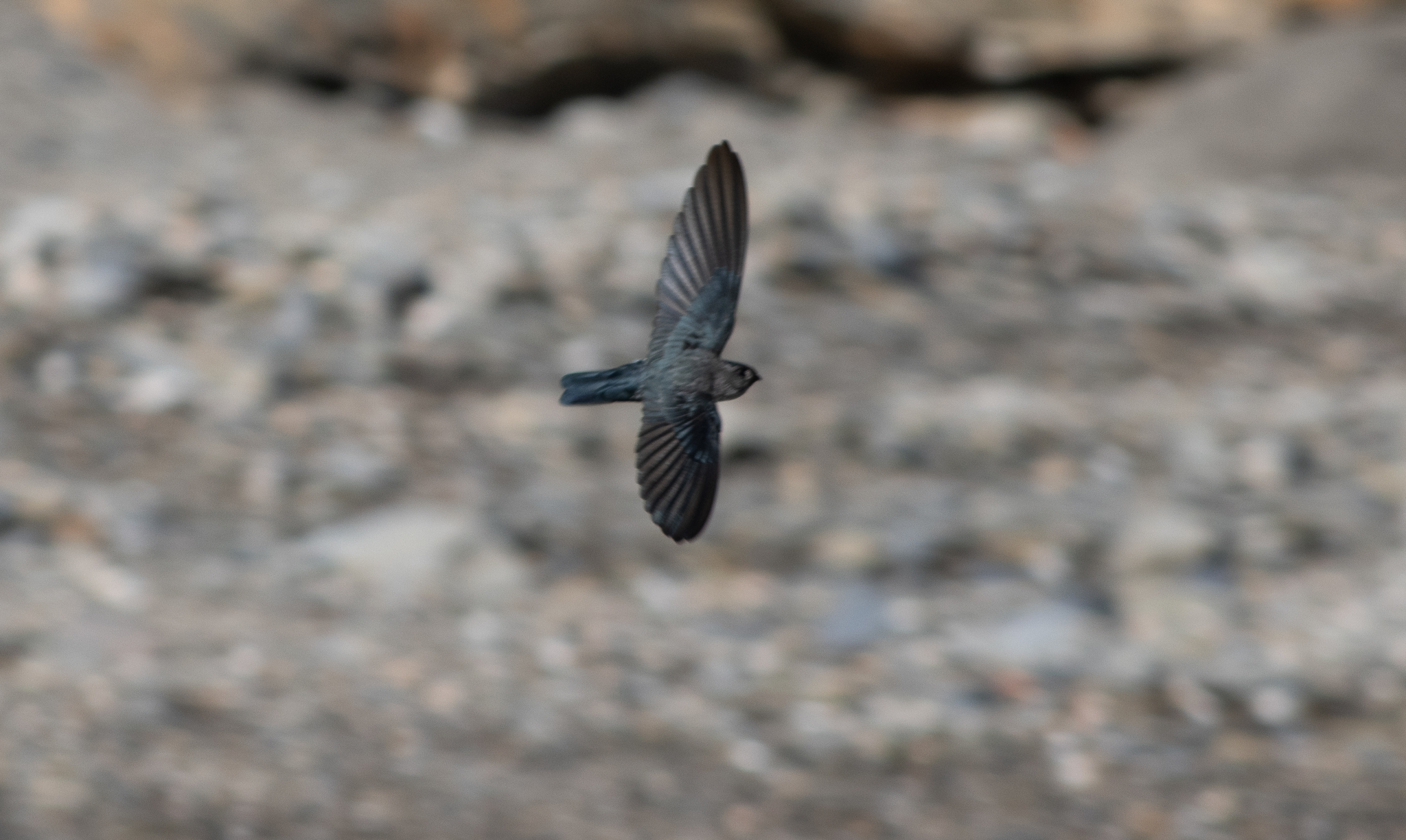 Drab Swiftlet illustration