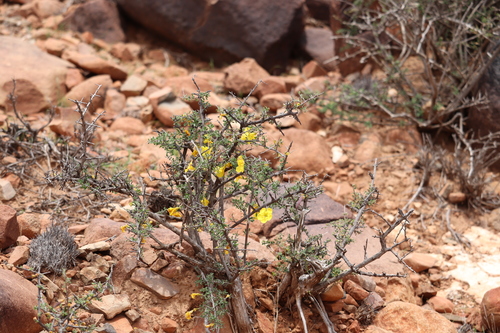 Image of Rhigozum obovatum by no rights reserved