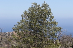 Lyonothamnus floribundus floribundus