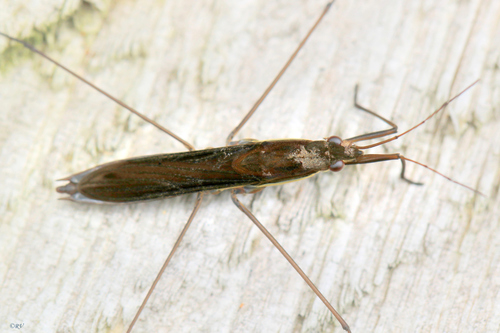 Limnoporus rufoscutellatus (Latreille, 1807)