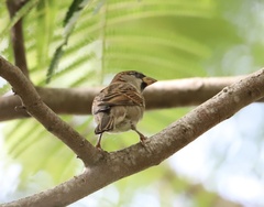 Passer domesticus