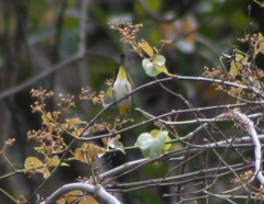 Zosterops citrinella