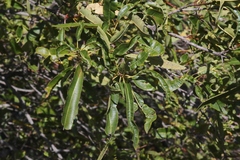 Lyonothamnus floribundus floribundus