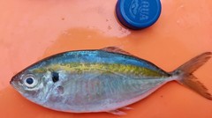 Caranginae