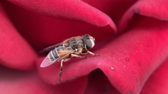 Eristalis arbustorum