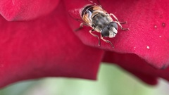 Eristalis arbustorum