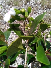 Clerodendrum magnoliifolium image
