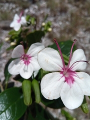 Clerodendrum magnoliifolium image