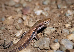 Lindholm's Lizard photo 3