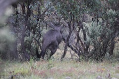 Osphranter robustus robustus