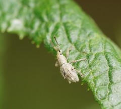 Ecrizothis inaequalis