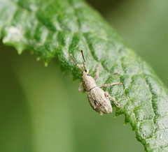 Ecrizothis inaequalis