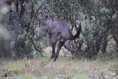 Osphranter robustus robustus