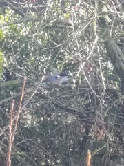 Garrulus glandarius