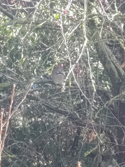 Garrulus glandarius