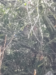 Garrulus glandarius