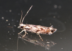 Erechthias crypsimima