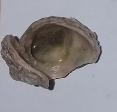 Pseudochama gryphina