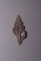 Fasciolariidae