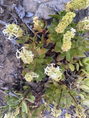 Stackhousia spathulata