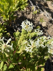 Stackhousia spathulata